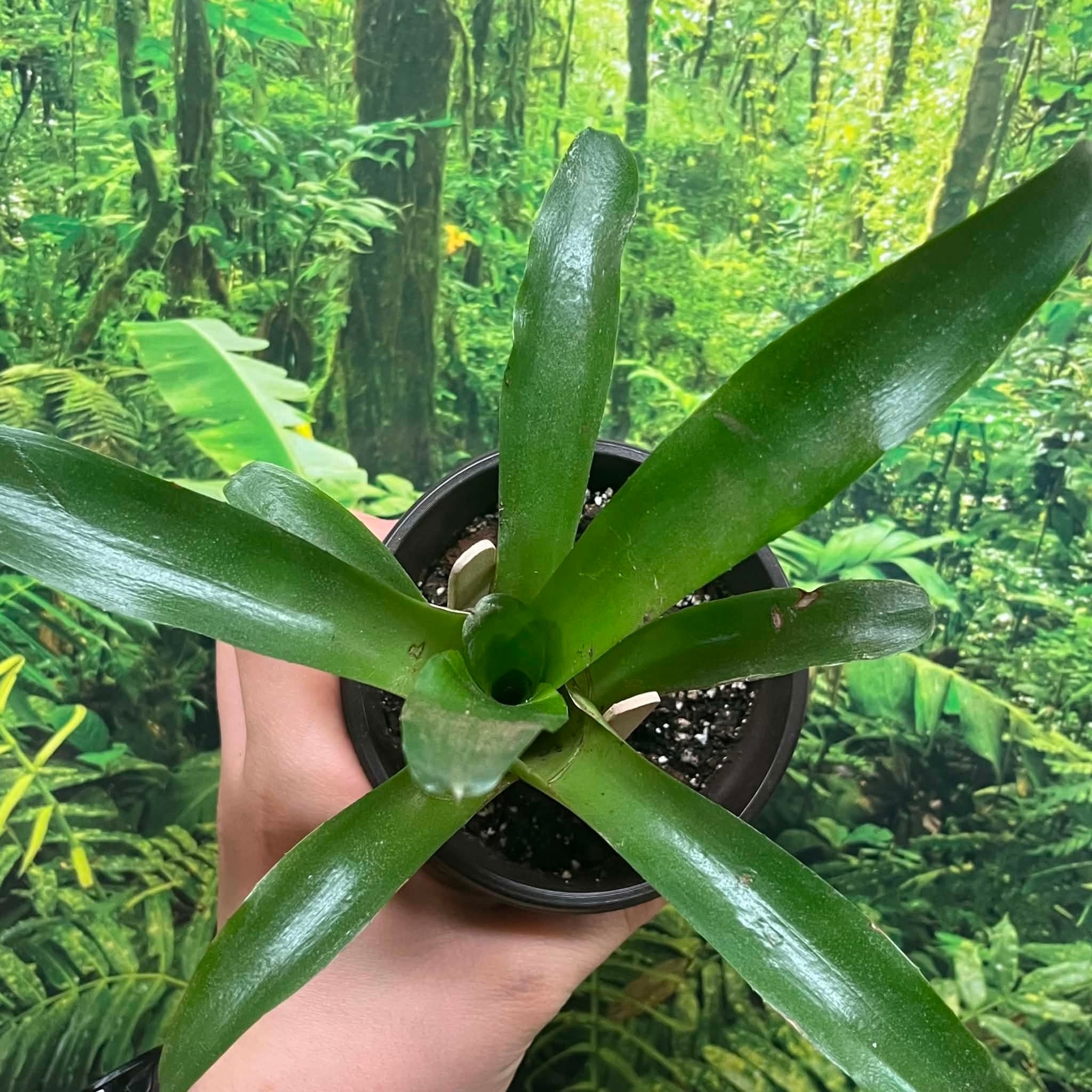 Magazoo Bromeliads sp. Plant