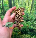 Magazoo Gecko léopard Mâle 4 ans / Adoption - 2ième chance