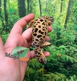 Magazoo Male Leopard gecko 4 years old / 2nd chance- Adoption