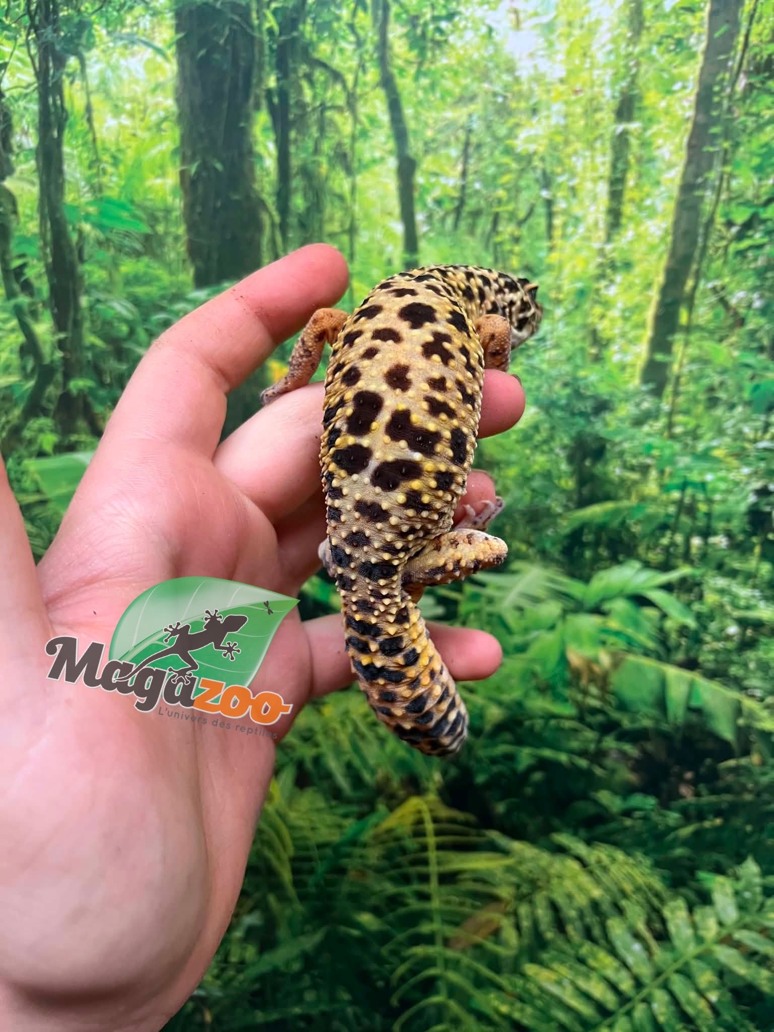 Magazoo Gecko léopard Mâle 4 ans / Adoption - 2ième chance