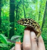 Magazoo Male Leopard gecko 4 years old / 2nd chance- Adoption