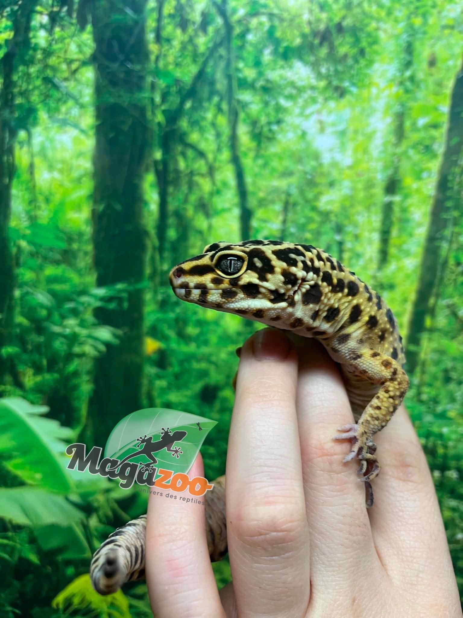 Magazoo Male Leopard gecko 4 years old / 2nd chance- Adoption
