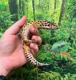 Magazoo Male Leopard gecko 4 years old / 2nd chance- Adoption