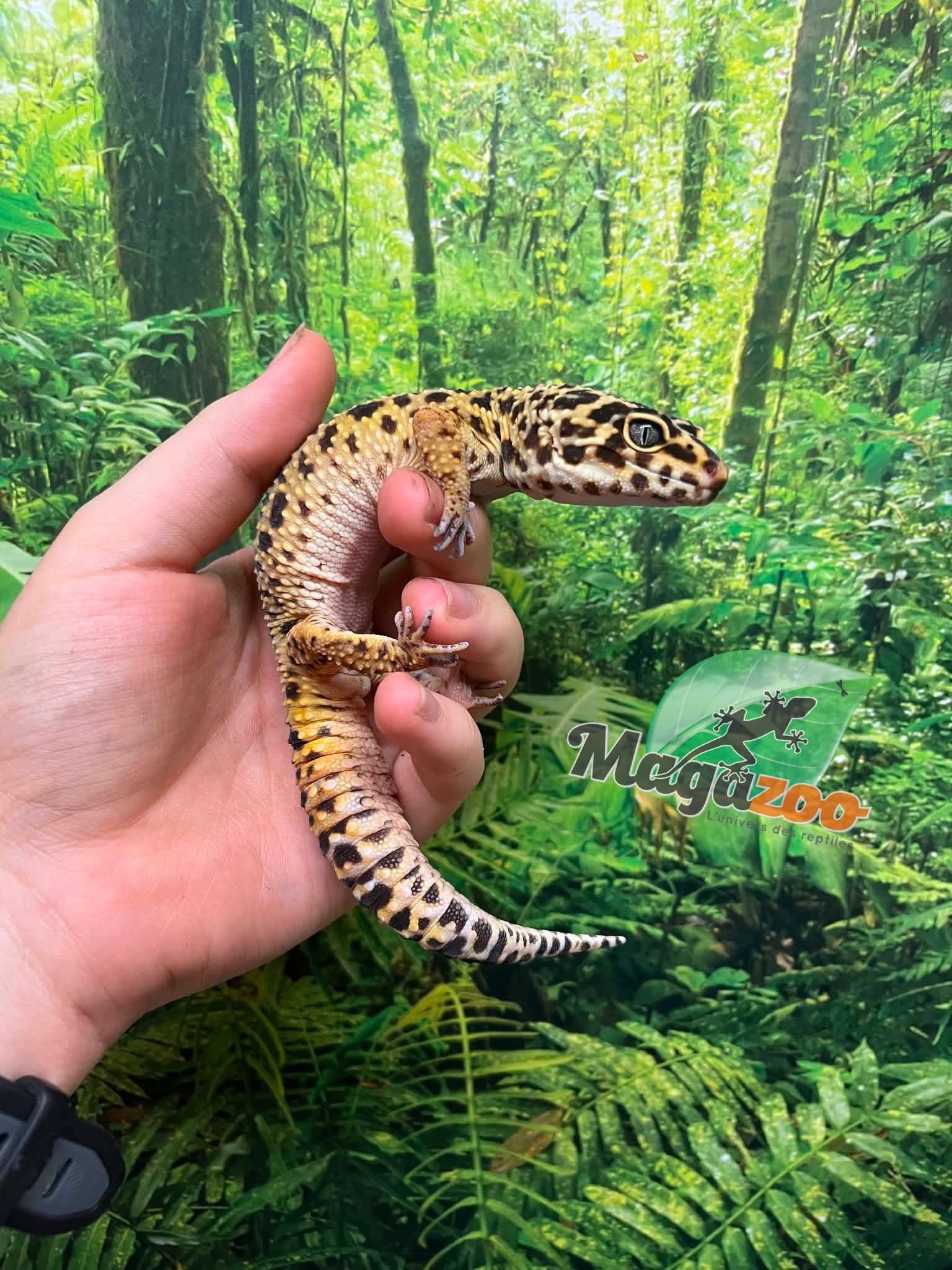 Magazoo Male Leopard gecko 4 years old / 2nd chance- Adoption