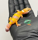 Magazoo Female Tremper Albino Leopard Gecko 03/19/26
