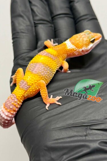 Magazoo Female Tremper Albino Leopard Gecko 03/19/26