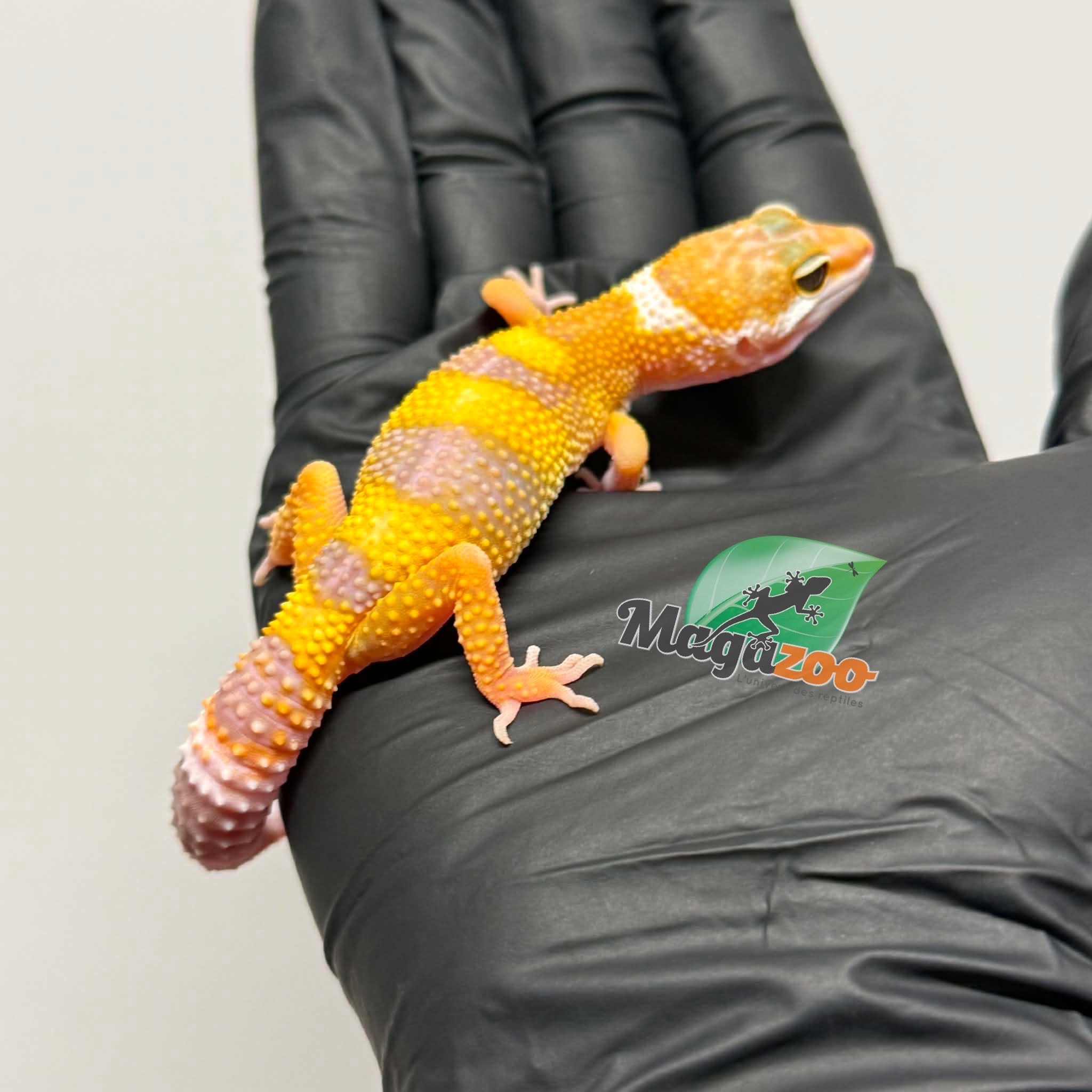 Magazoo Female Tremper Albino Leopard Gecko 03/19/26
