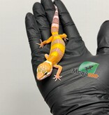 Magazoo Gecko léopard Tremper Albino Femelle 19/03/26