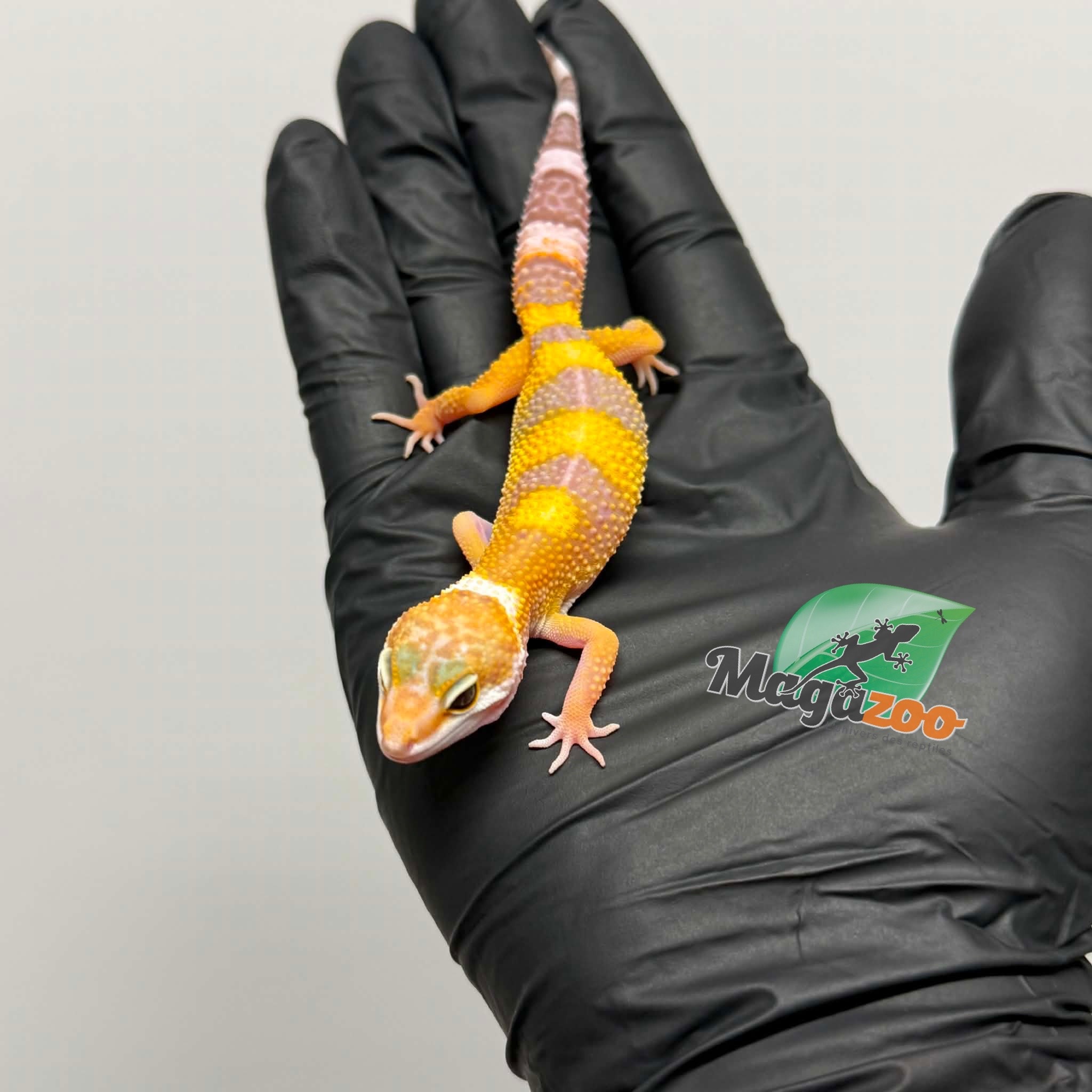 Magazoo Female Tremper Albino Leopard Gecko 03/19/26
