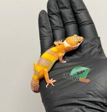 Magazoo Female Tremper Albino Leopard Gecko 03/19/26