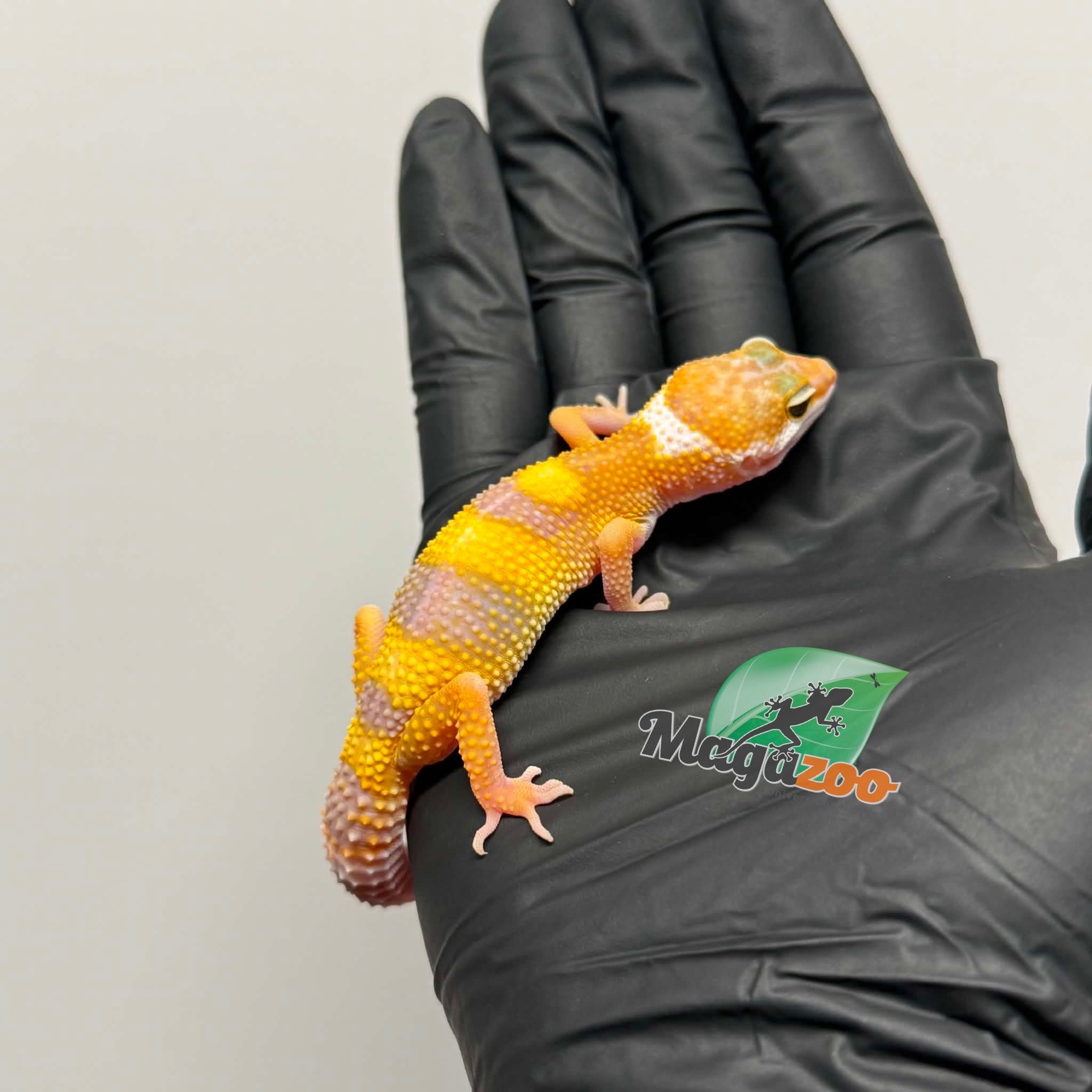 Magazoo Female Tremper Albino Leopard Gecko 03/19/26