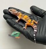 Magazoo Male Tangerine Leopard Gecko 03/19/26