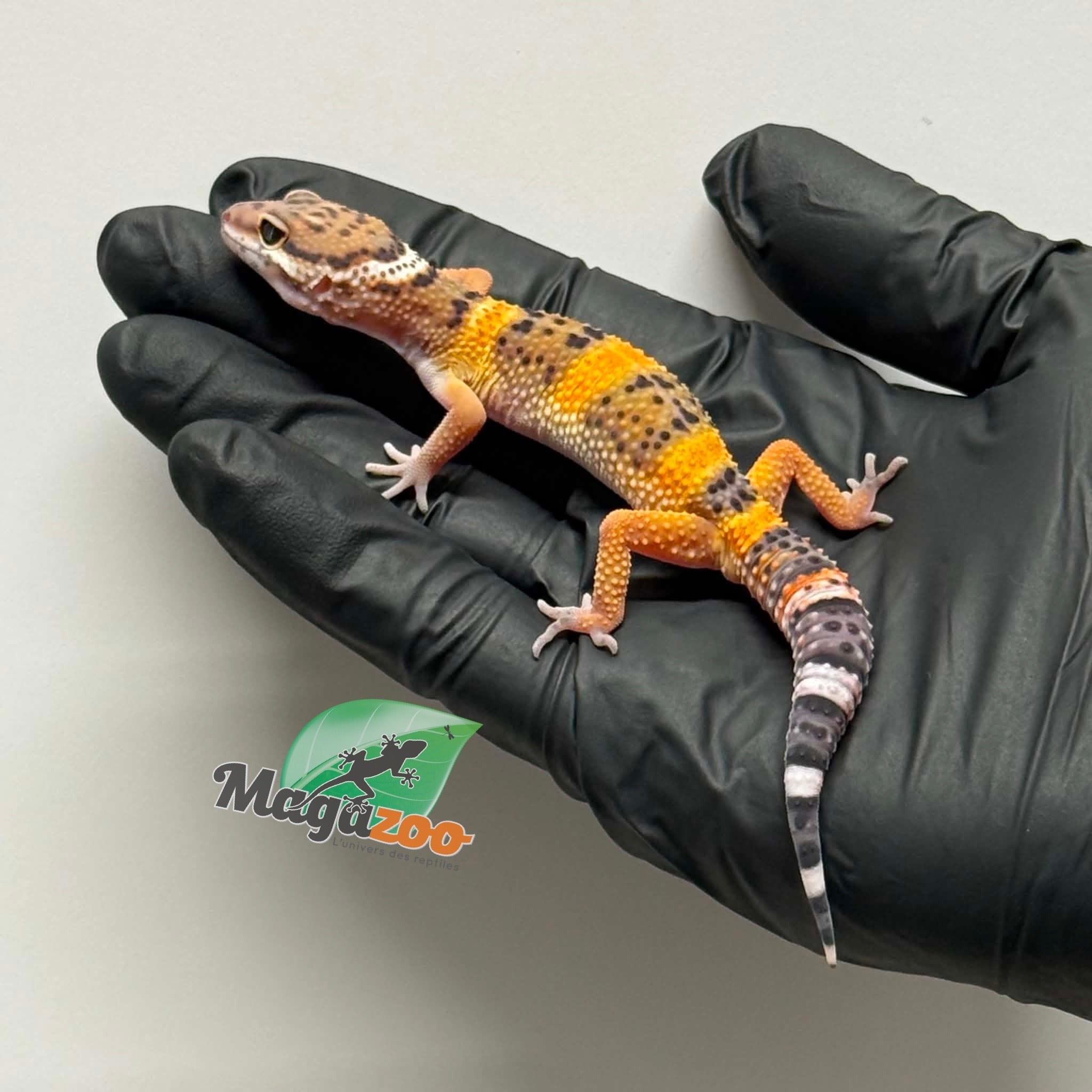 Magazoo Gecko léopard Tangerine Mâle 19/03/26