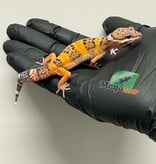 Magazoo Gecko léopard Tangerine Mâle 19/03/26