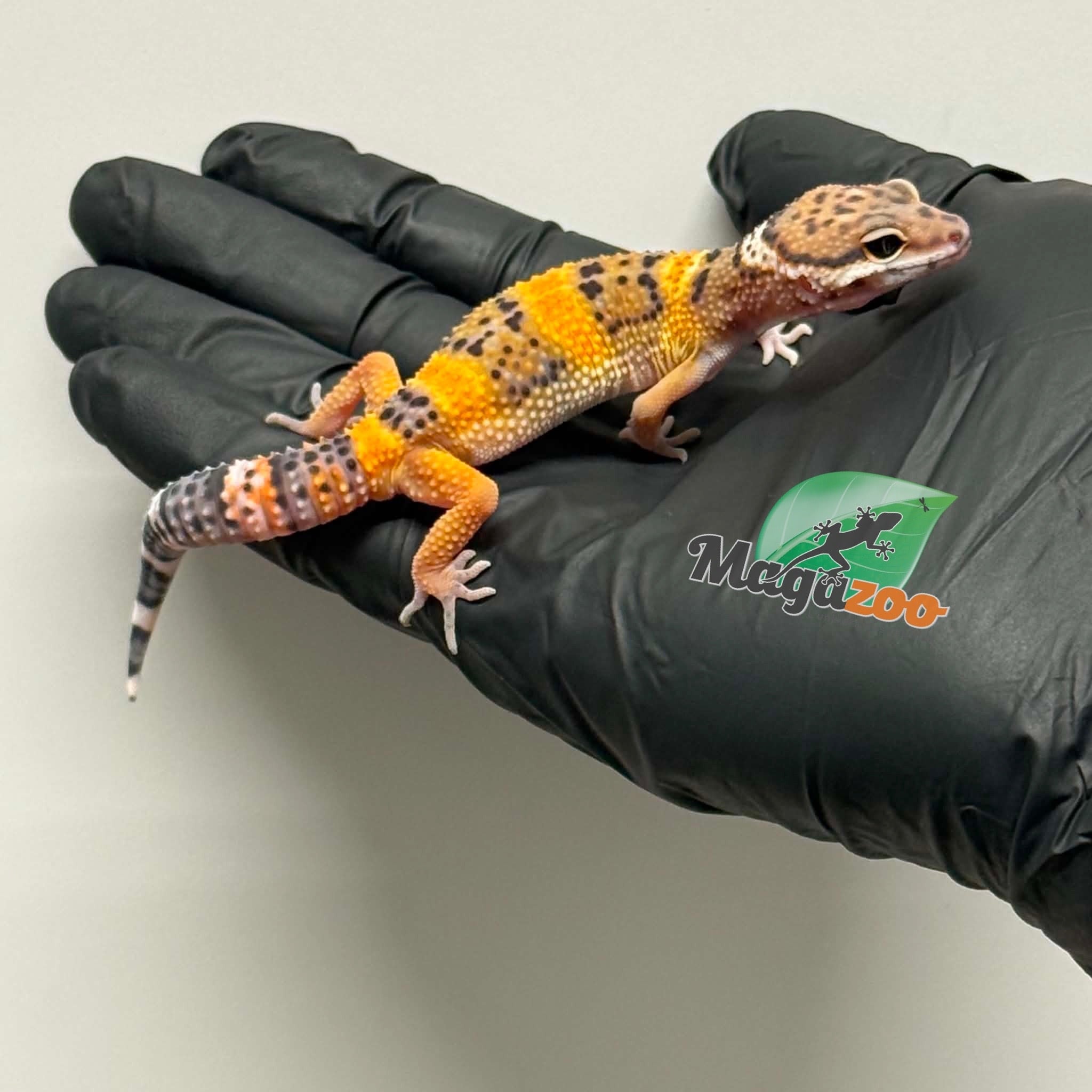 Magazoo Male Tangerine Leopard Gecko 03/19/26