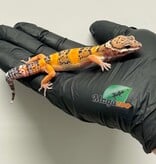 Magazoo Male Tangerine Leopard Gecko 03/19/26