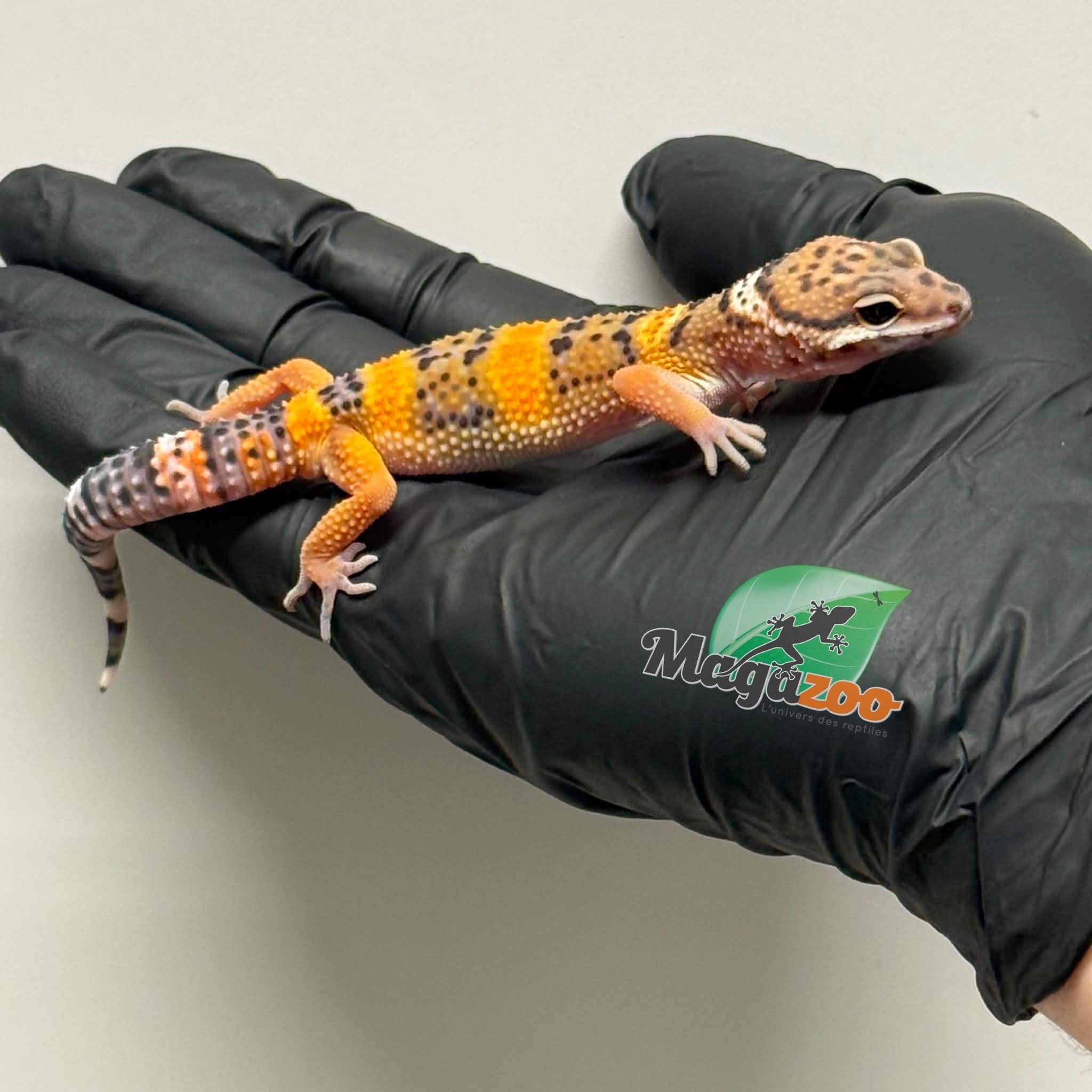 Magazoo Male Tangerine Leopard Gecko 03/19/26