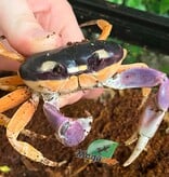 Magazoo Moon Crab