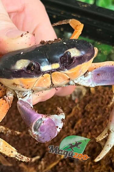 Magazoo Moon Crab