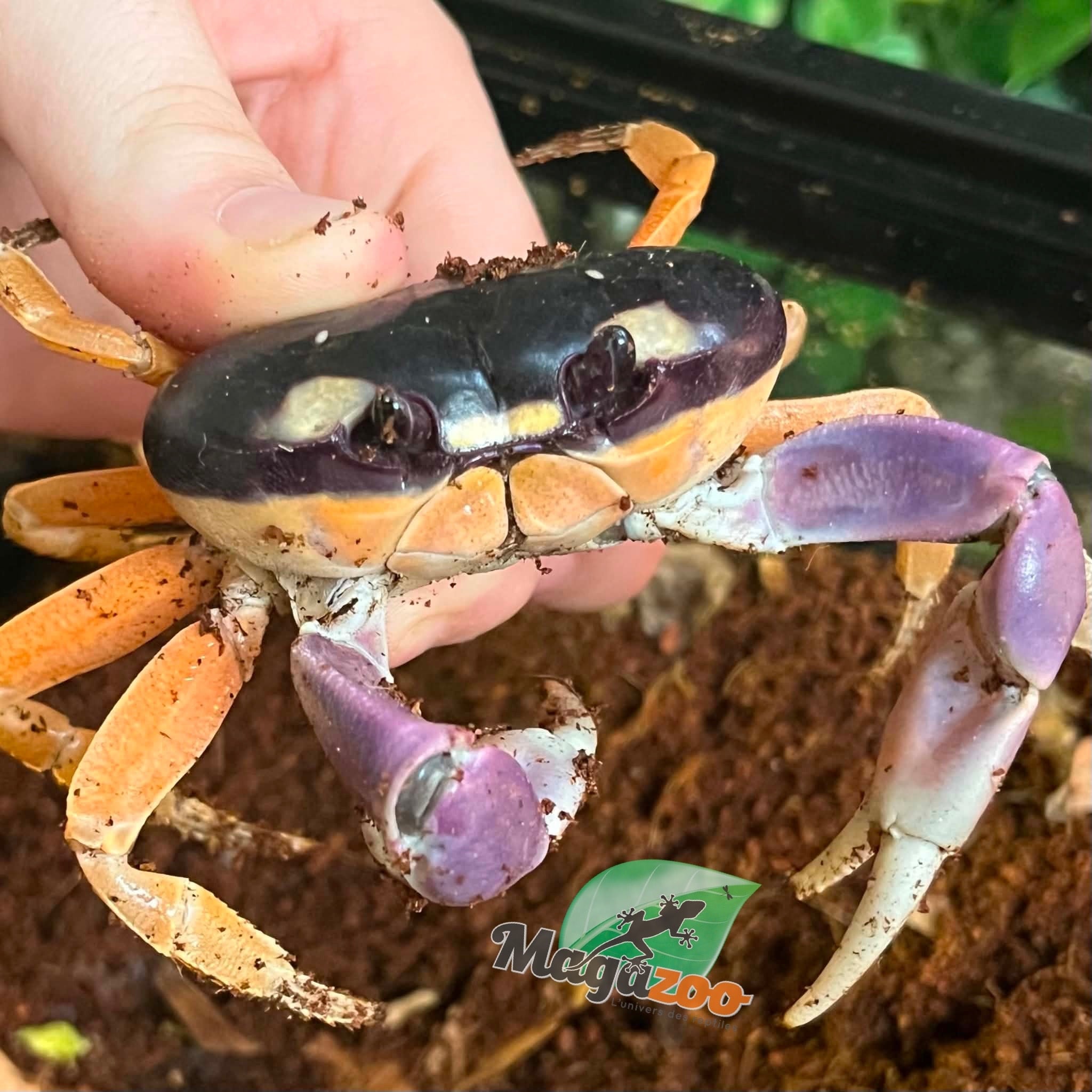 Magazoo Moon Crab