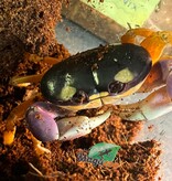 Magazoo Crabe Halloween
