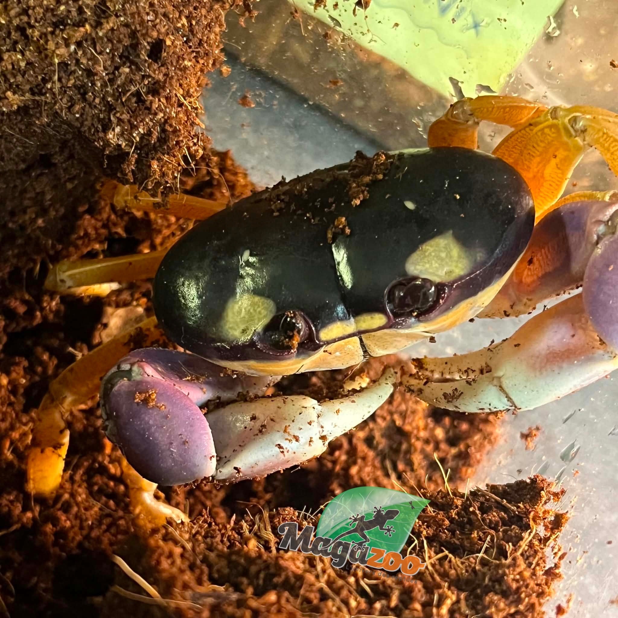 Magazoo Crabe Halloween