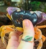 Magazoo Crabe Halloween