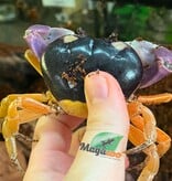 Magazoo Moon Crab