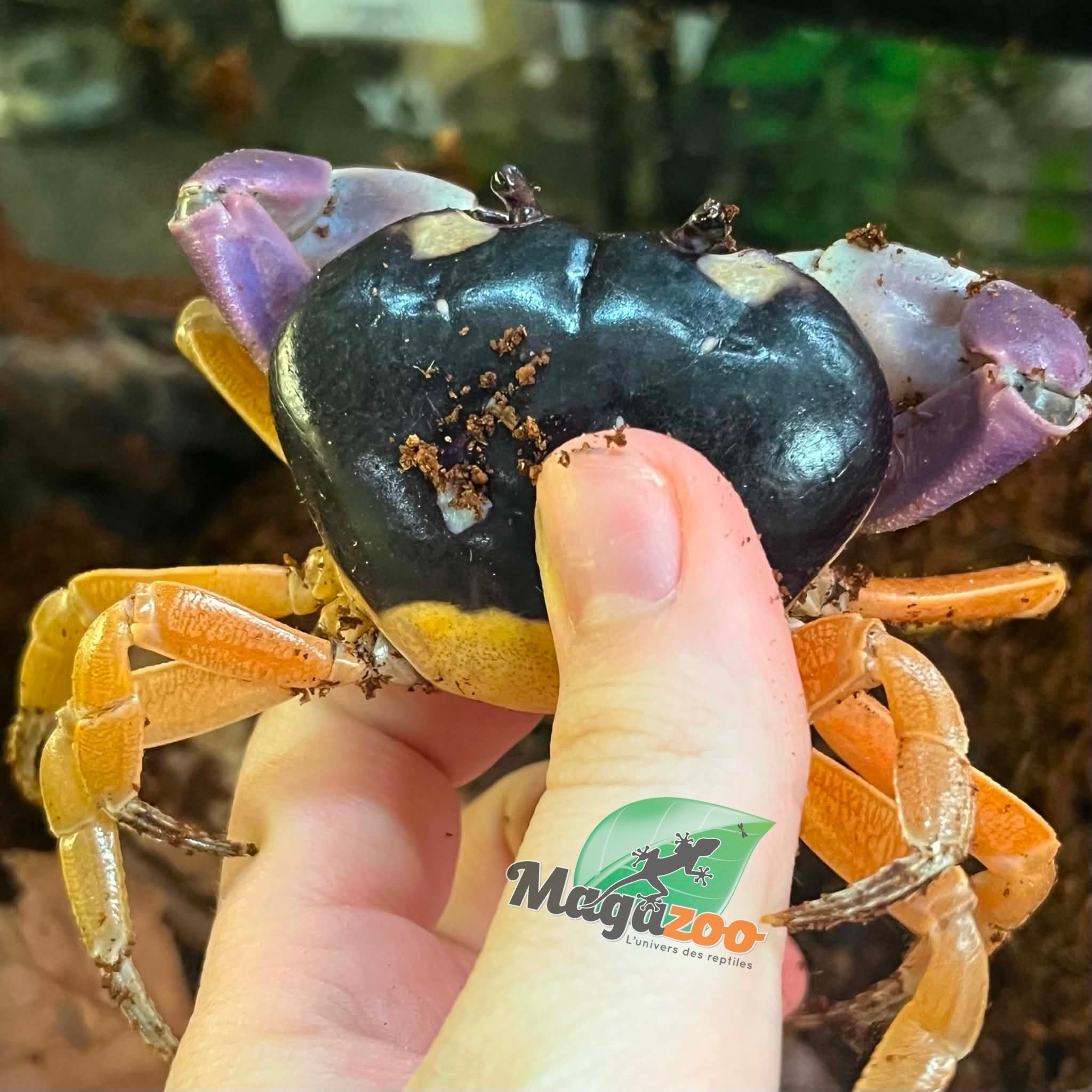 Magazoo Moon Crab