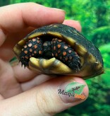 Magazoo Baby Cherry head Red-footed Tortoise #1