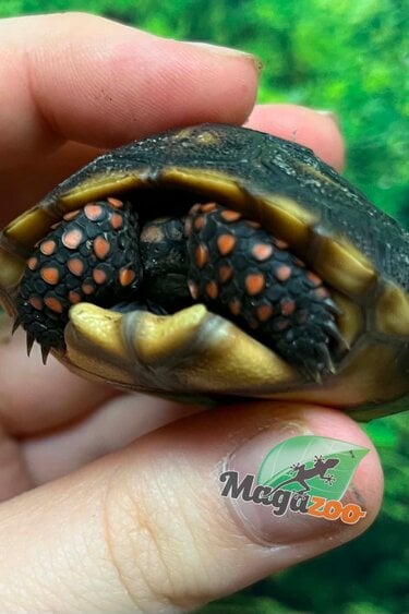 Magazoo Baby Cherry head Red-footed Tortoise #1