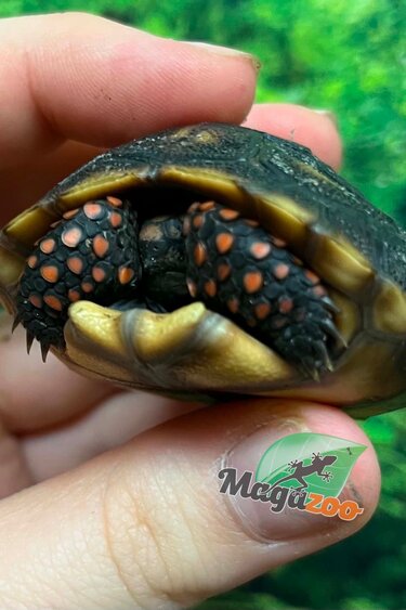 Magazoo Tortue charbonnière ''Cherry head'' (Bébé) #1
