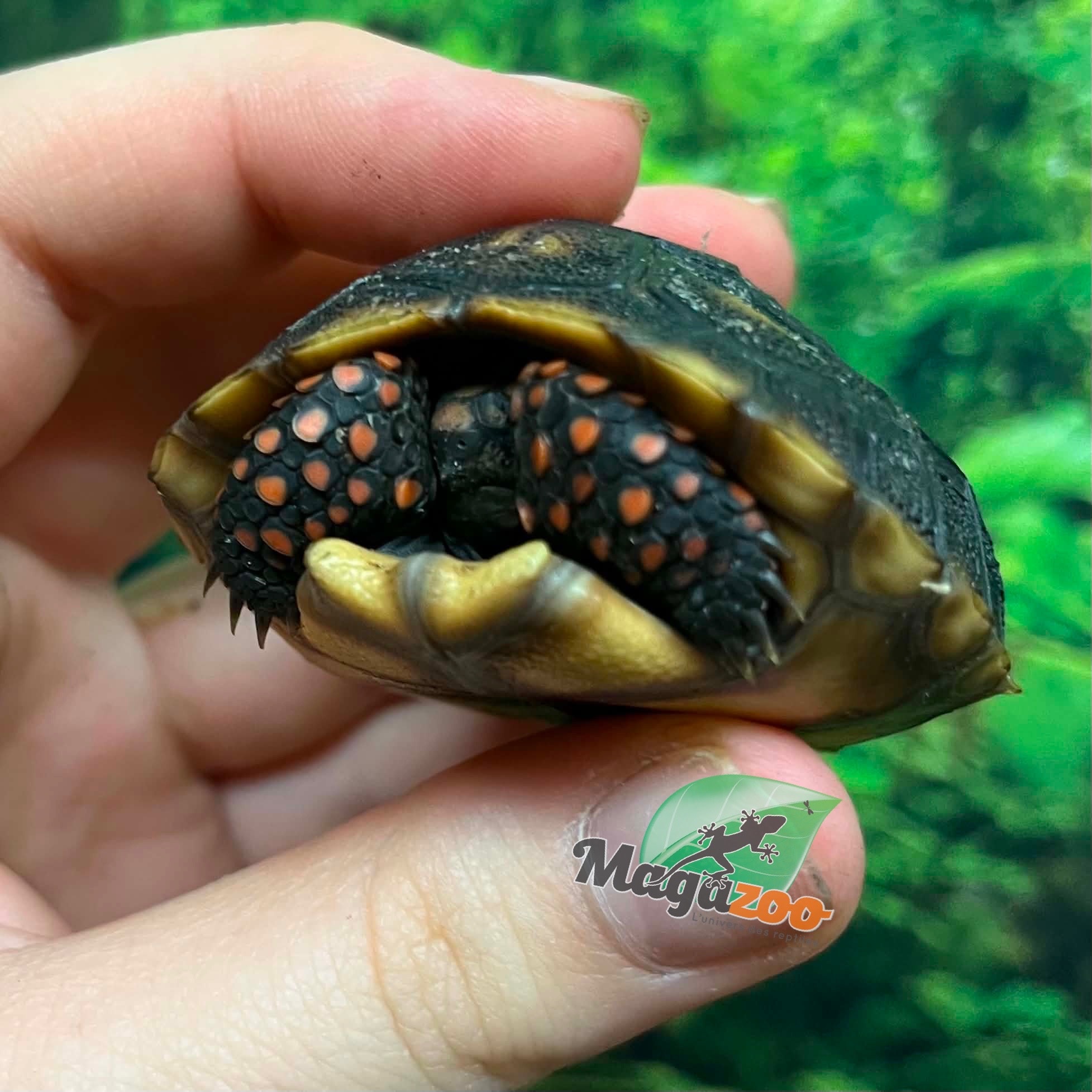 Magazoo Tortue charbonnière ''Cherry head'' (Bébé) #1