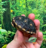 Magazoo Tortue charbonnière ''Cherry head'' (Bébé) #1