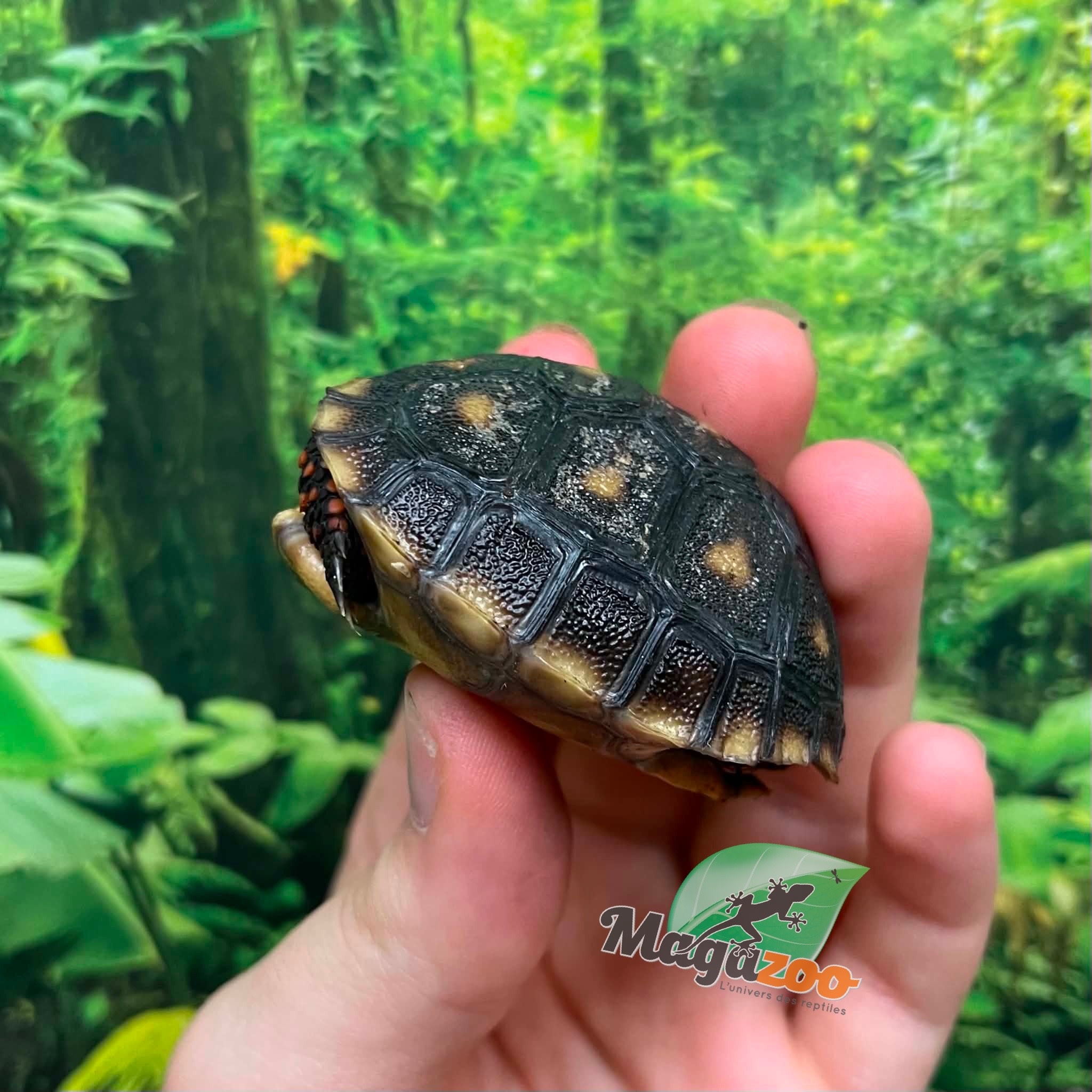 Magazoo Tortue charbonnière ''Cherry head'' (Bébé) #1