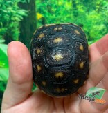 Magazoo Baby Cherry head Red-footed Tortoise #1
