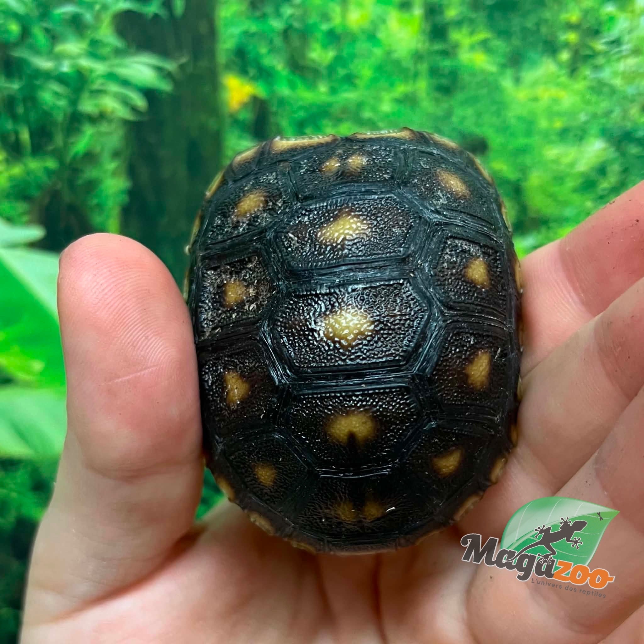Magazoo Baby Cherry head Red-footed Tortoise #1