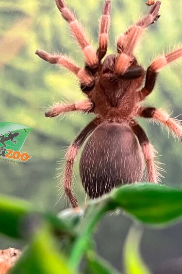 Magazoo Baby Mexican red knee tarantula (1'') Sold with enclosure/ Brachypelma hamorii