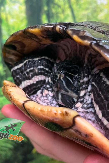 Magazoo Adult Female Red-eared slider turtle (30 years old and +) / 2nd chance - Adoption #2