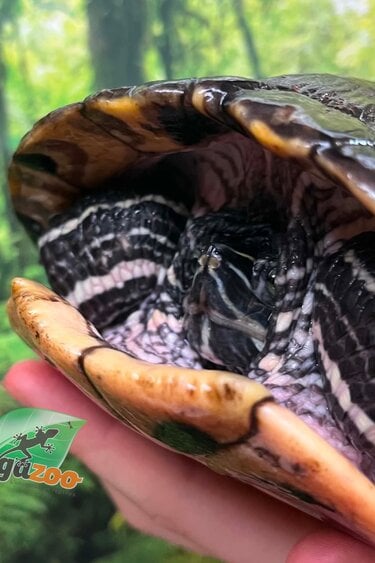 Magazoo Tortue à oreilles rouges Femelle adulte (30 ans +) / Adoption 2ième chance #2