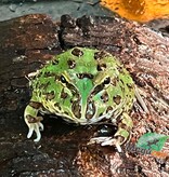 Magazoo Grenouille Cornue d'Argentine Verte (Pac Man)
