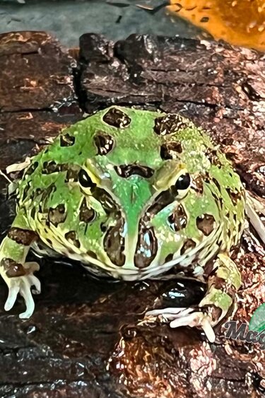 Magazoo Grenouille Cornue d'Argentine Verte (Pac Man)