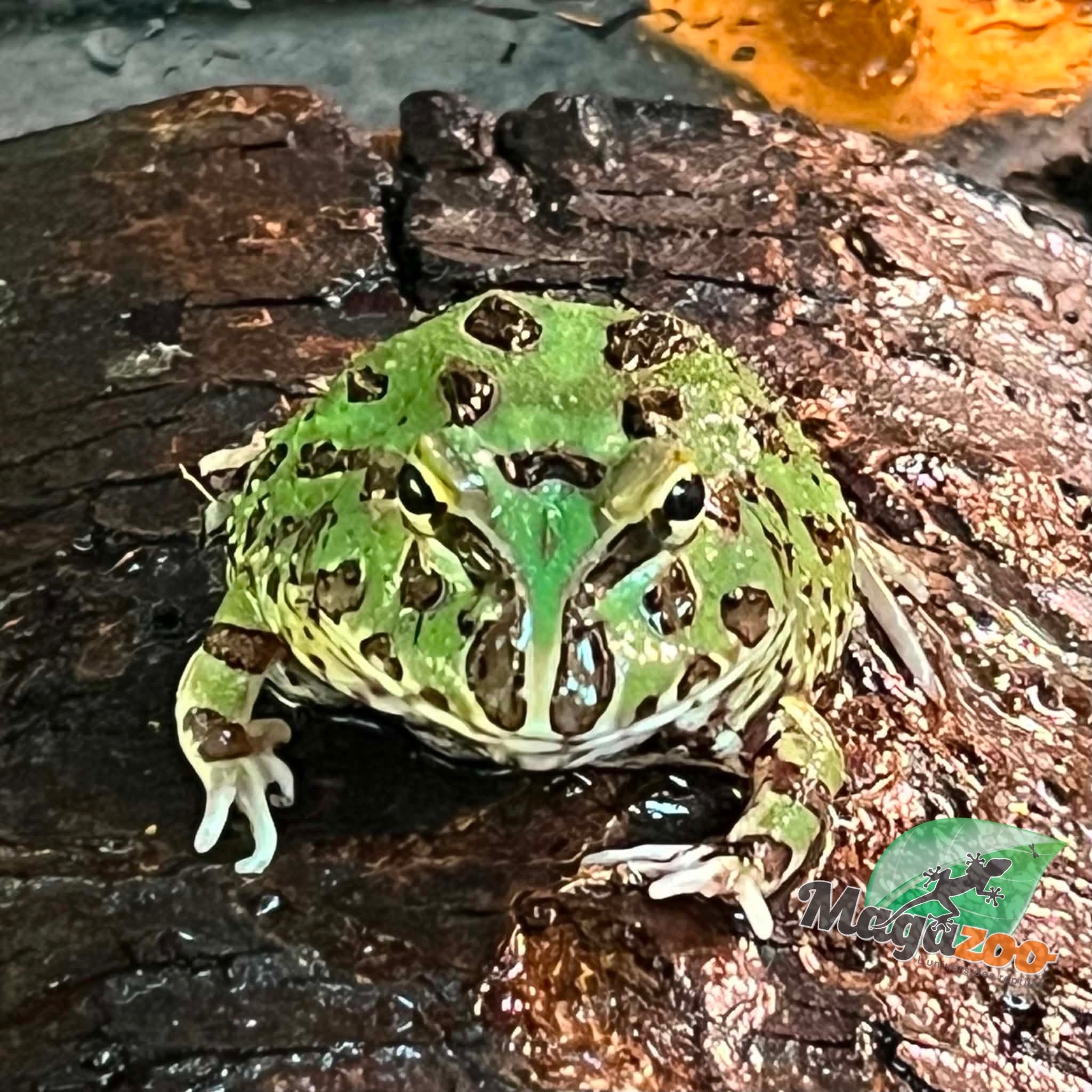 Magazoo Grenouille Cornue d'Argentine Verte (Pac Man)