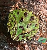 Magazoo Grenouille Cornue d'Argentine Verte (Pac Man)