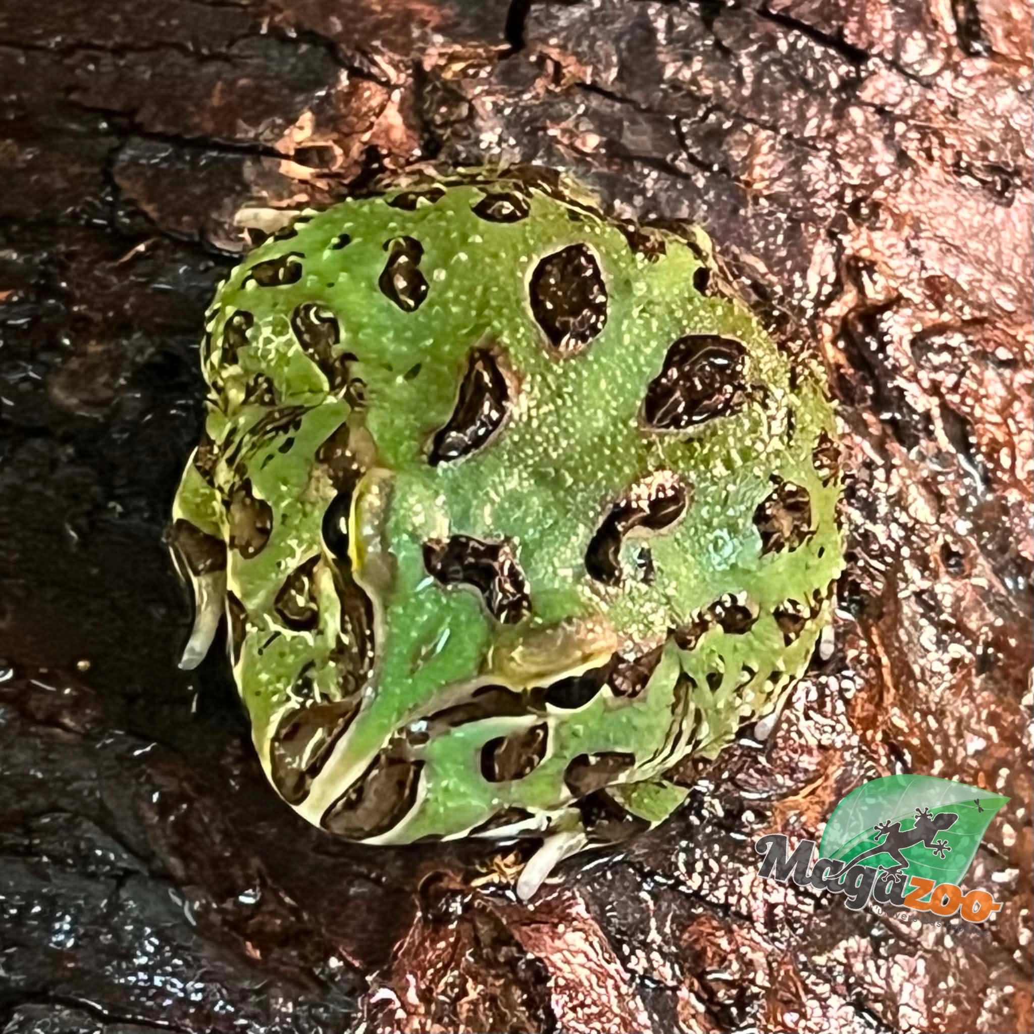 Magazoo Green horned frog (PacMan)
