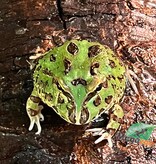 Magazoo Grenouille Cornue d'Argentine Verte (Pac Man)