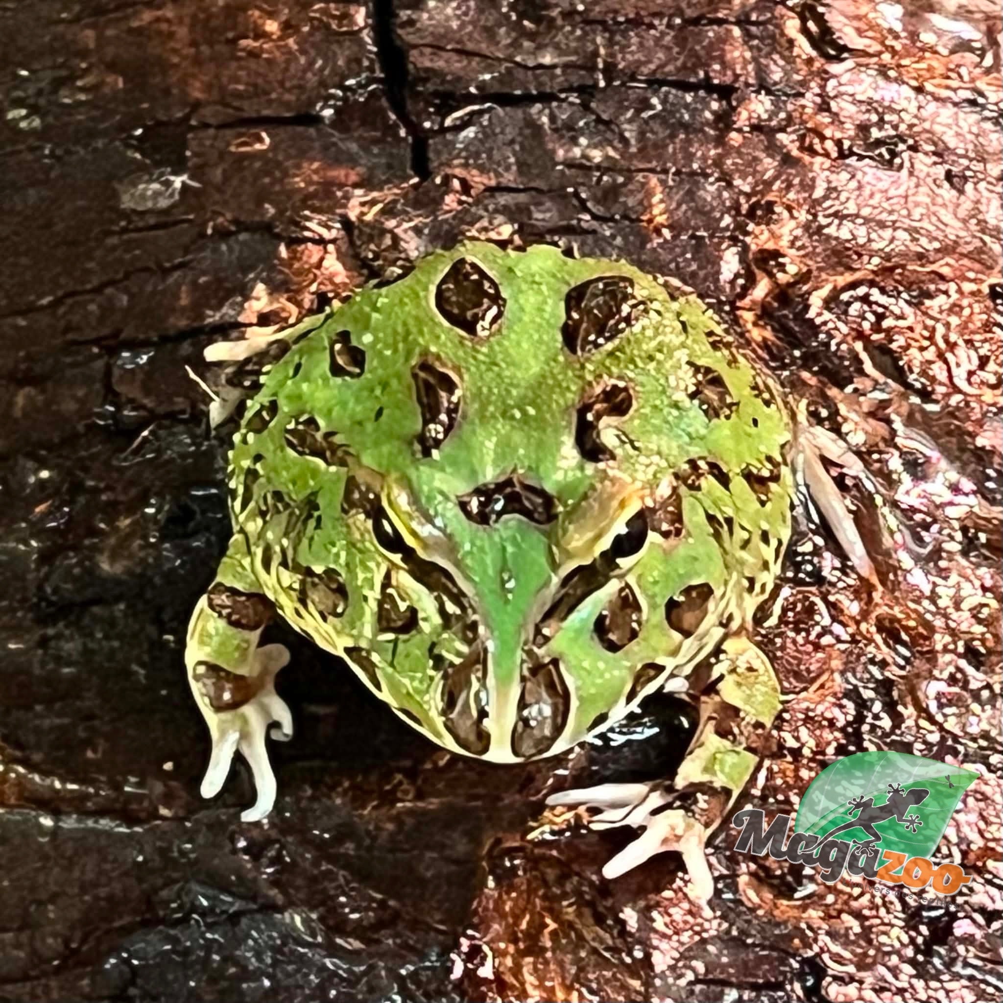 Magazoo Green horned frog (PacMan)