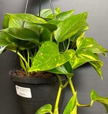 Magazoo Epipremnum aureum 'Golden' (Pothos) Plant Hanging pot 15 cm