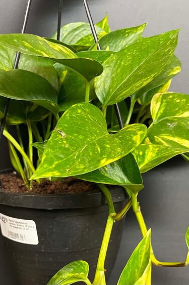 Magazoo Epipremnum aureum 'Golden' (Pothos) Plant Hanging pot 15 cm