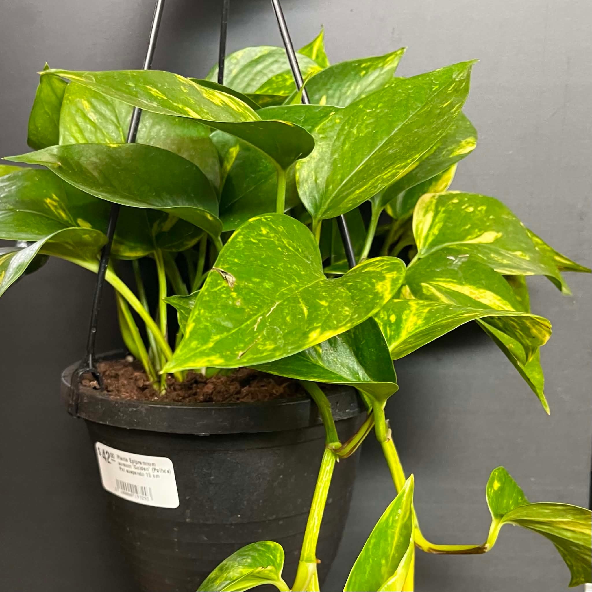 Magazoo Plante Epipremnum aureum 'Golden' (Pothos) Pot suspendu 15 cm
